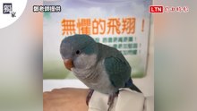 獨家》最萌旁聽生！教室勵志標語「無懼的飛翔」 小鸚鵡闖入停老師肩上