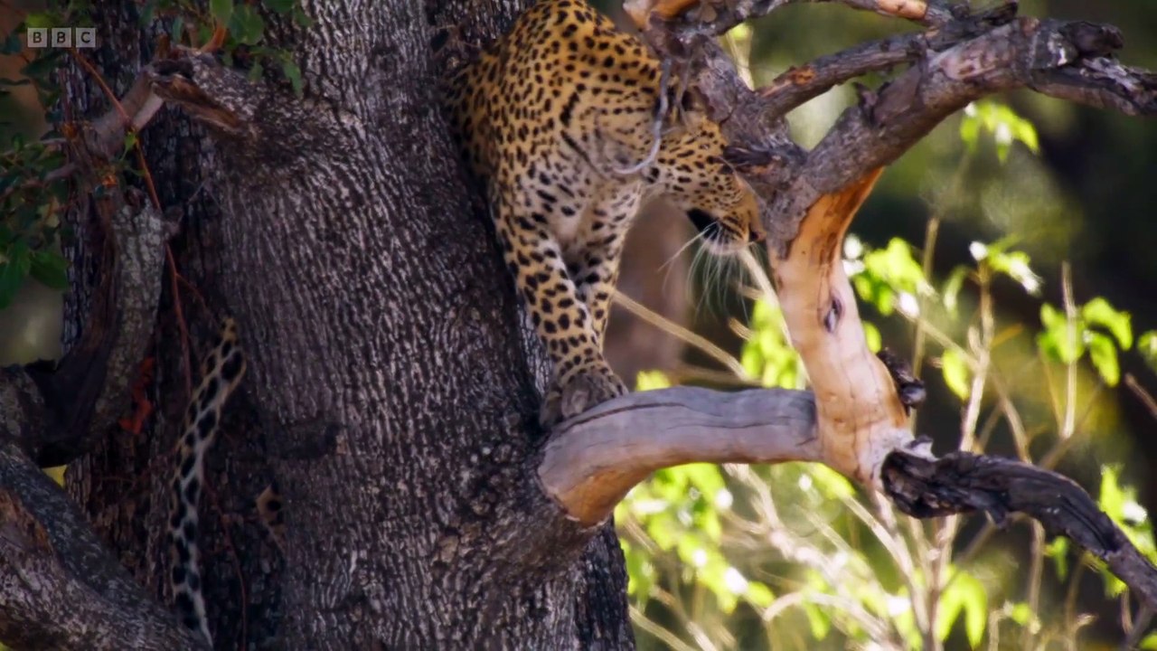 Big Cats 24/7 S1E2 | Lions Battle Rivals & Leopards Adapt After the Wildfire