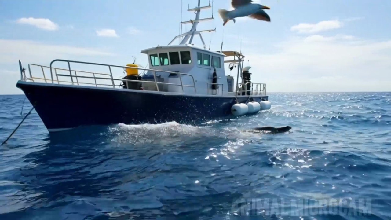 Dolphin 🐬 life 🧬 #viralnature #wildlifePOV #Animals