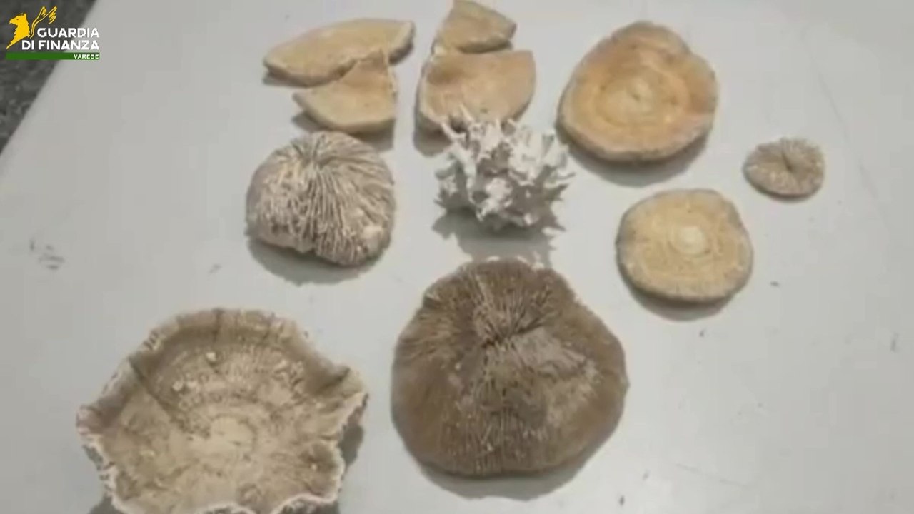 Malpensa - Turisti rientrano dalle Mauritius con coralli protetti nei bagagli: sequestro e multa da 5mila euro (11.03.26)