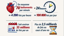 Combien de fois le cœur humain bat-il par jour