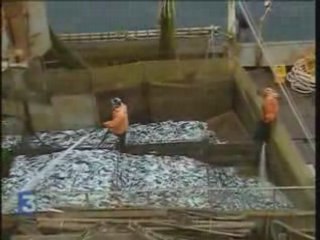 Vers une pêche "durable"