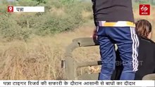 पन्ना टाइगर रिजर्व में अचानक सफारी जिप्सी के आगे आया बाघ तो थमी सांसें