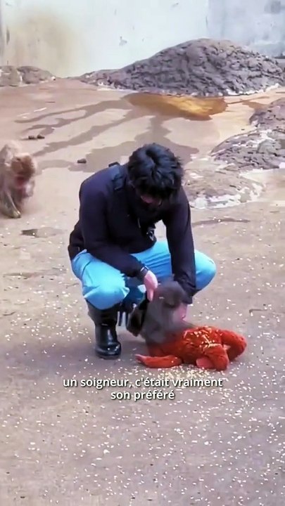 Pourquoi Punch a été abandonné ? 🐒