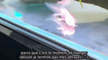 Comment je nourris mes bébés axolotls ?