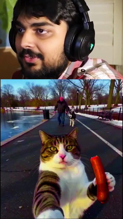 Cat luphing funny 🤣🤣