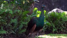 hd peacock