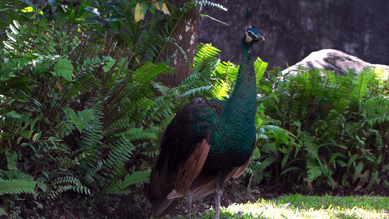 hd peacock