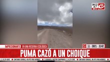 Impresionante video: puma cazó a un choique