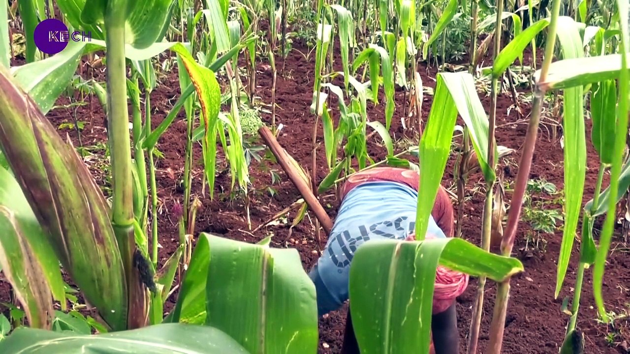 Burundian students use AI to tackle crop diseases