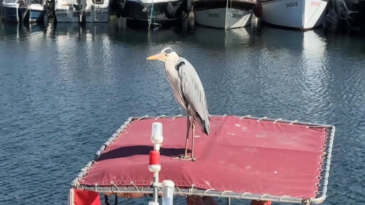 Balıkçıların beslediği balıkçıl kuşu barınağın maskotu oldu: Yaren leylek gibi o da burada