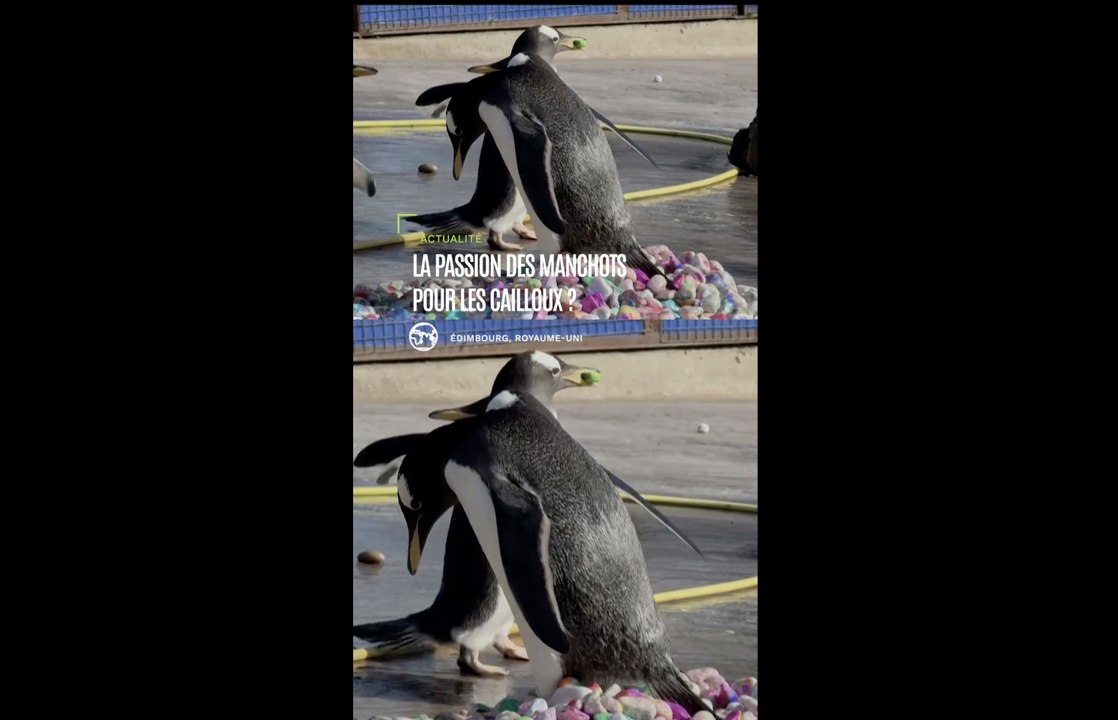 Des manchots découvrent des galets peints par des enfants d'un hôpital d'Édimbourg