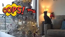 Mischievous cat jumps on a Christmas tree and brings it down