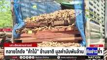 ทลายโกดัง “ค้าไม้” ข้ามชาติ มูลค่านับพันล้าน | เนชั่นทันข่าวค่ำ | 11 มี.ค. 69 | PART 2