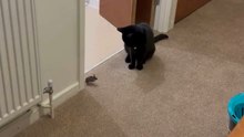 Unfazed Mouse Confronts an Inquisitive Cat