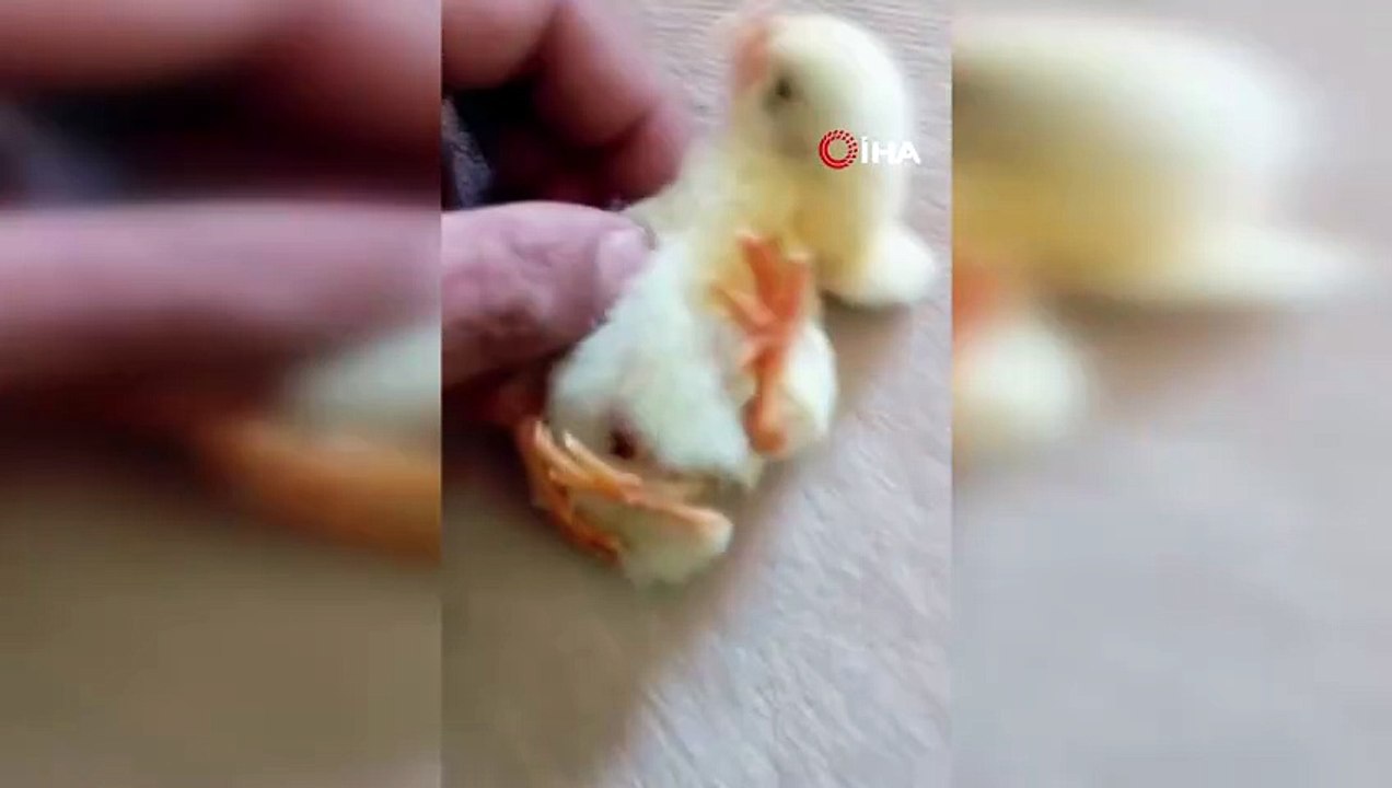 Dört Ayaklı Civciv Görenleri Şaşırttı