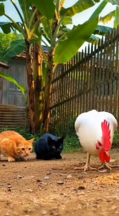 Funny Cats Fighting on Roof 😂 | Two Cats Fight and Run | Funny Cat Video