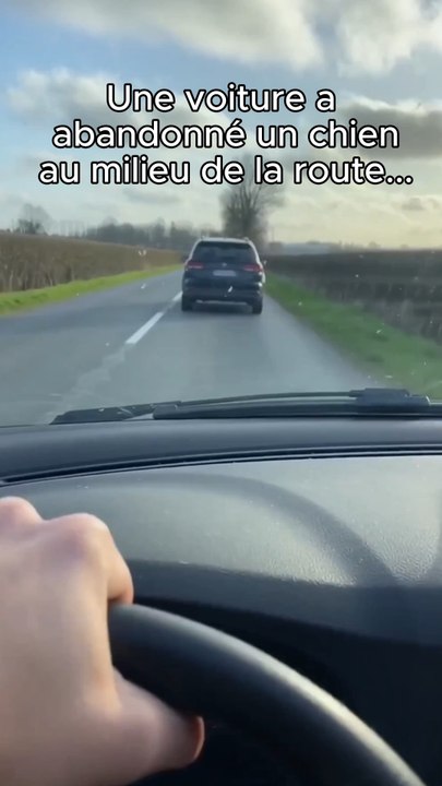 Ils ont abandonné un chien au milieu de la route…💔 #chien #chat #animaux