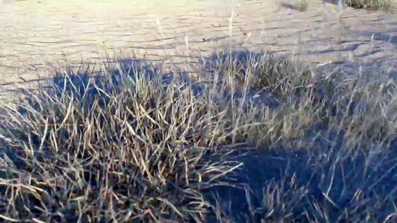 Le show-car Renault Bridger Concept préfigure un SUV du segment B de moins de 4 mètres