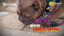 [10회 예고] 광란의 보호자 감금견 등장