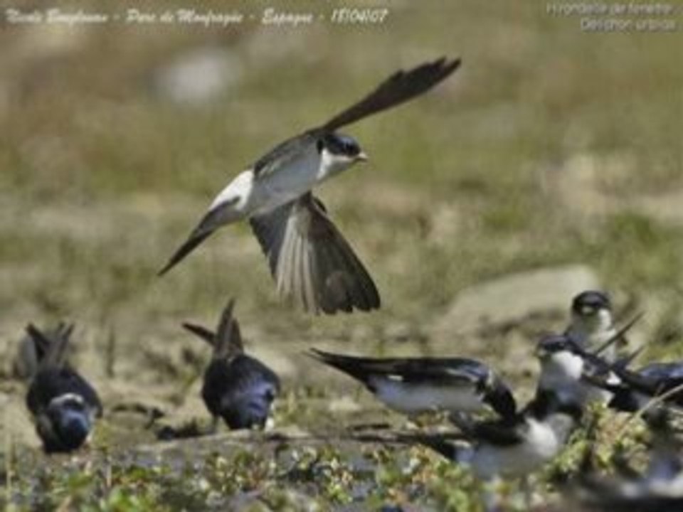 Hirondelle de fenêtre