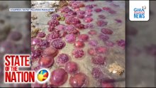 Mga jellyfish na sinlaki ng plato, nagkalat sa breakwater | SONA