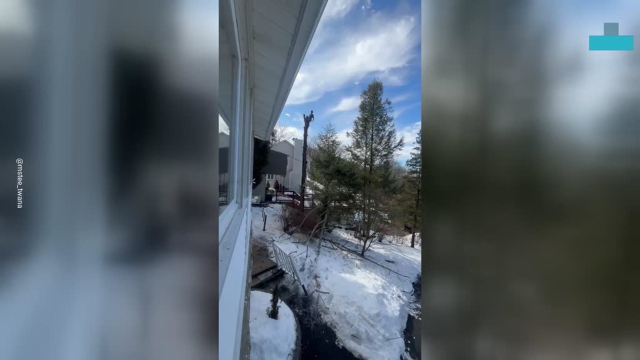 Tree Cutting Goes Wrong as Massive Branch Crashes Into Neighbor’s Rail