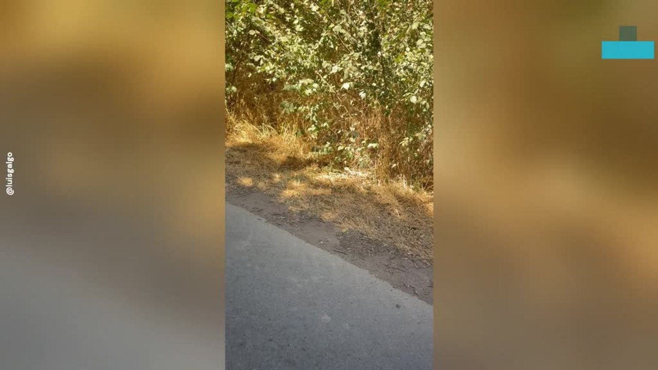 Animal Rescuer Saves Abandoned Pets Found Alone on Streets