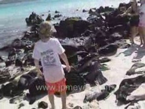 Galapagos Islands travel: Marine Iguanas.
