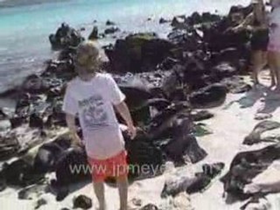 Galapagos Islands travel: Marine Iguanas.