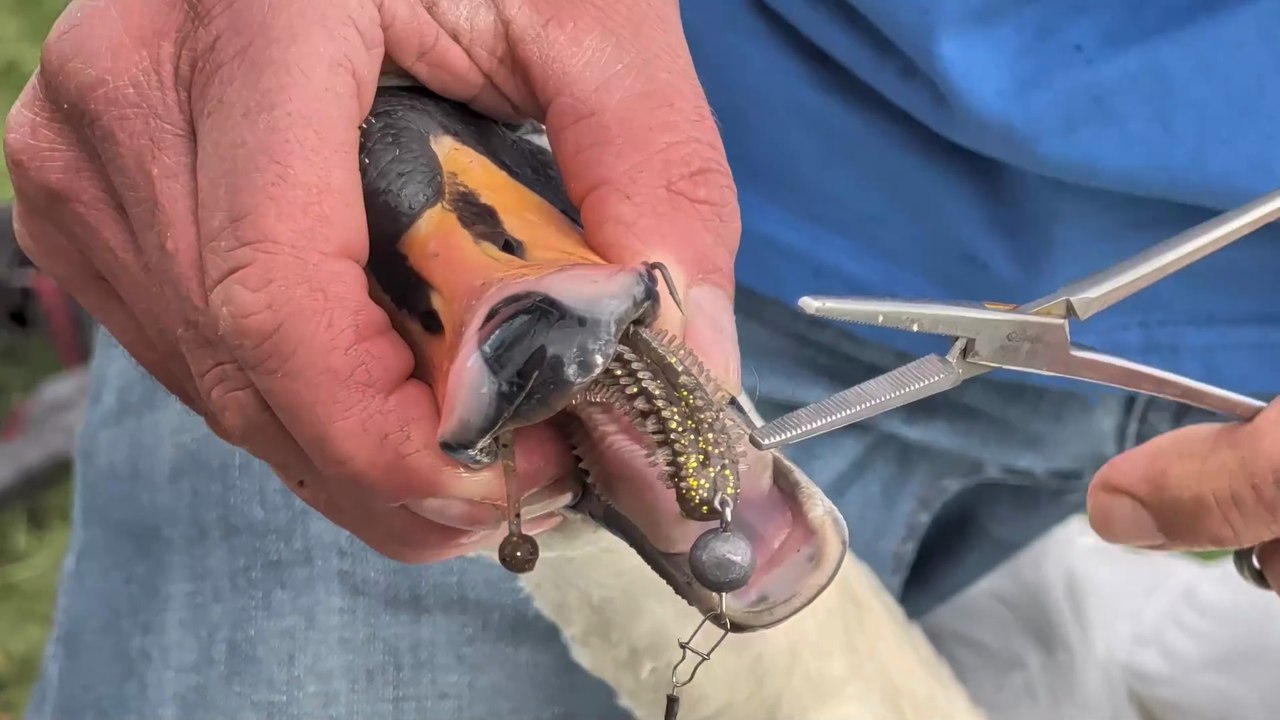 Hooked in Huntingdon