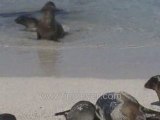 Galapagos Islands travel: Hungry sea lion pup greeting mama!