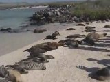 Galapagos Islands travel: Sea lion colony