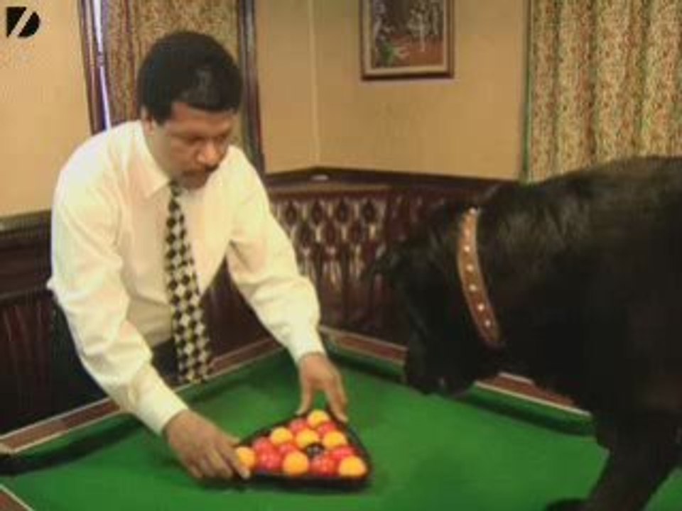 Dog Plays Pool