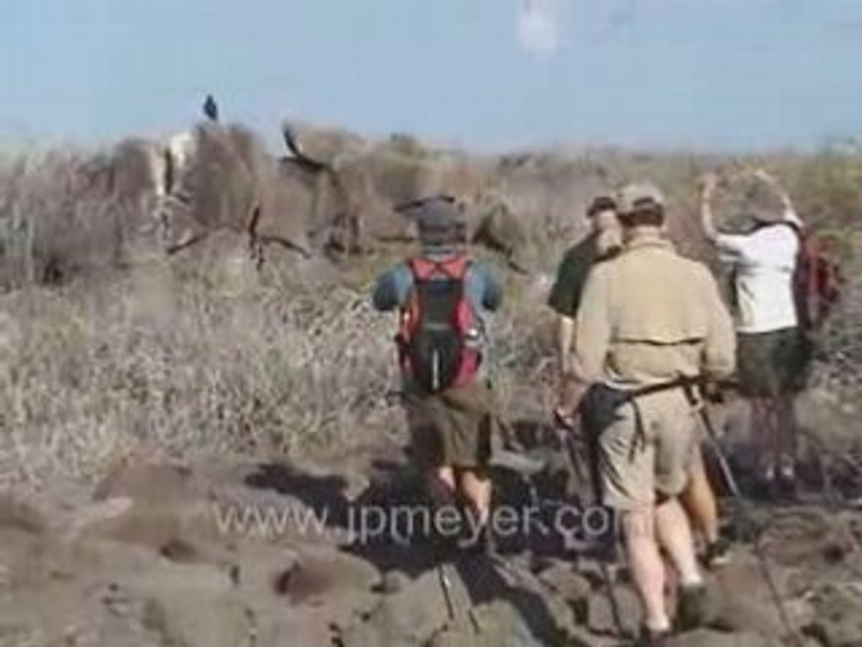 Galapagos Islands travel: Lava path, Galapagos Hawk