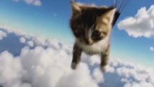 a kitten skydiving