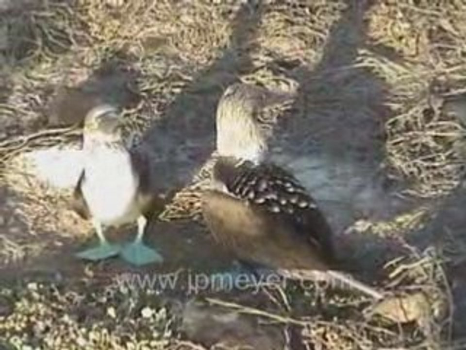 Galapagos Islands travel: Blue footed nesting grounds