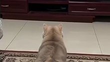 Funny_cat_#funnyvideos_#foryou_#fypシ゚viral_😜