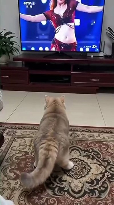 Funny_cat_#funnyvideos_#foryou_#fypシ゚viral_😜