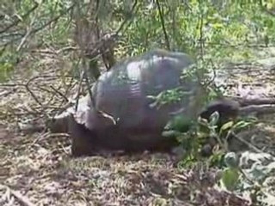 Galapagos Islands travel: Giant Tortoise video