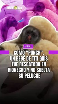 En las últimas horas, autoridades ambientales rescataron a un pequeño bebé tití gris en Rionegro, Antioquia.