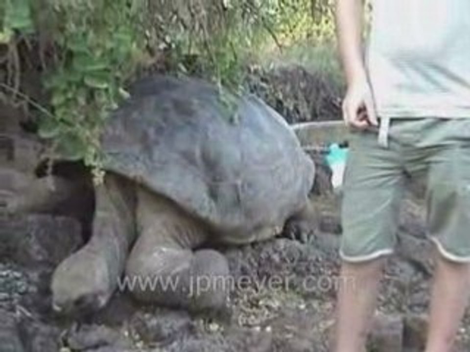 Galapagos Islands travel: Some perspective on these GIANTs