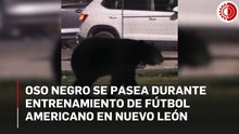 Un ejemplar de un oso negro irrumpió en un entrenamiento de futbol americano en San Pedro Garza García en Nuevo León.