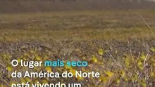 Cena rara-deserto vira campo de flores nos EUA