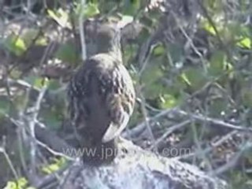 Galapagos Islands travel: Orange pillow lava walk.