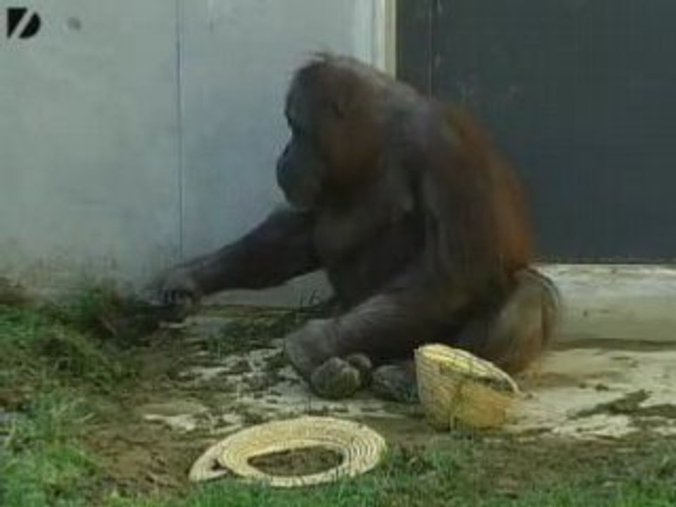 Orangutang Does Housework