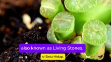 The Plant That Thinks It’s a Rock: Lithops | Tanaman yang Menyamar Jadi Batu: Lithops