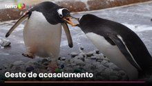 Pinguins usam pedrinhas pintadas por crianças hospitalizadas para cortejar seus parceiros
