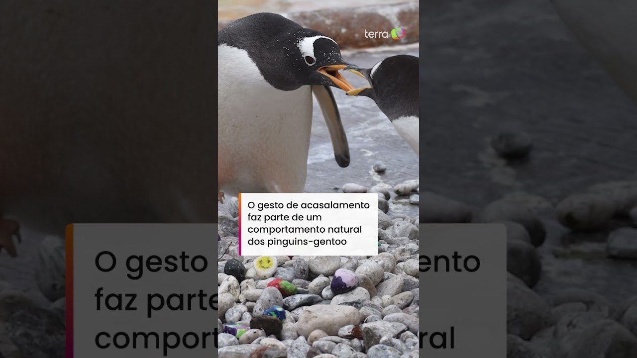 Pinguins usam pedrinhas pintadas por crianças hospitalizadas para cortejar seus parceiros #shorts