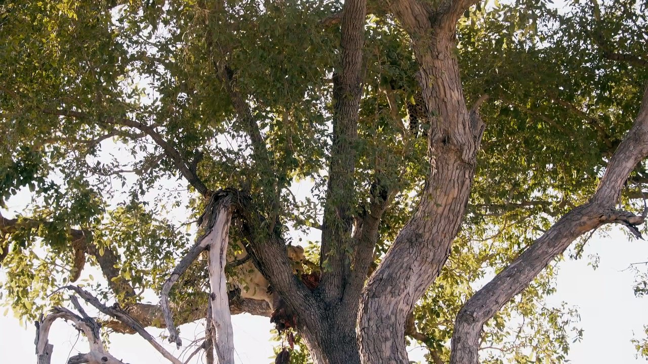 Big Cats 24/7 S2E1 | Change Is Coming as the Xudum Pride Faces New Threats